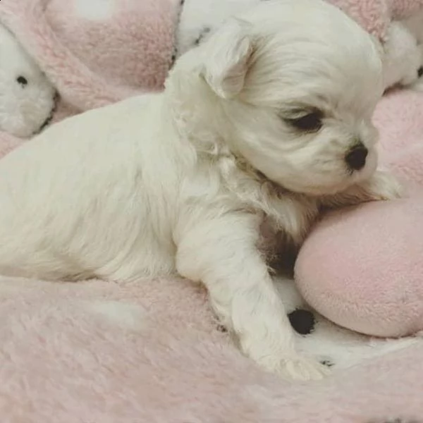 adorabili cuccioli maltesi