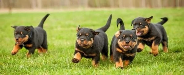 regalo cuccioli di rottweiler