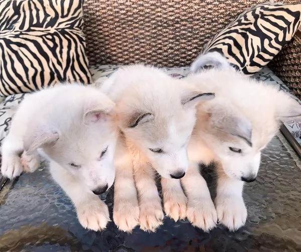 disponiamo di cuccioli di husky maschi e femmine.