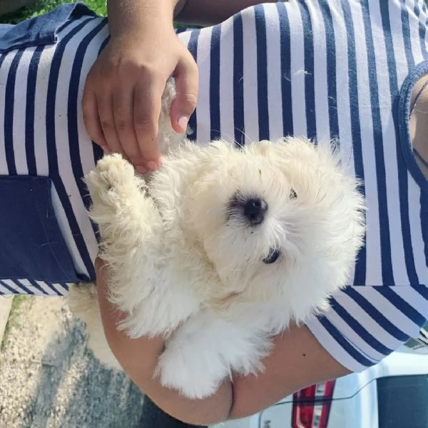 maltese  mmaschile e femmina