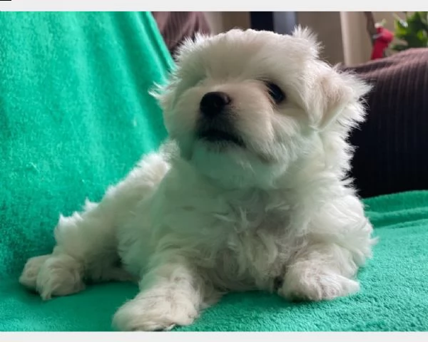 cuccioli maltese toy bianco maschi femmine | Foto 2
