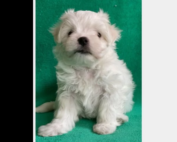 cuccioli maltese toy bianco maschi femmine | Foto 0
