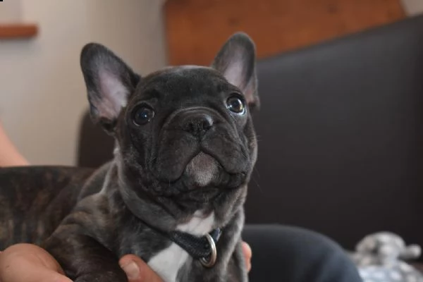 cuccioli bulldog francese - pedigree enci | Foto 2