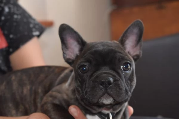 cuccioli bulldog francese - pedigree enci