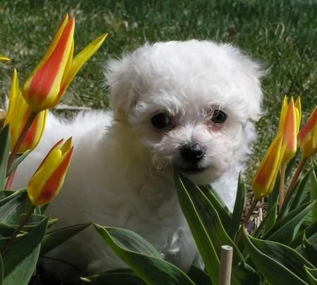 cuccioli di bichon a poil frise | Foto 0
