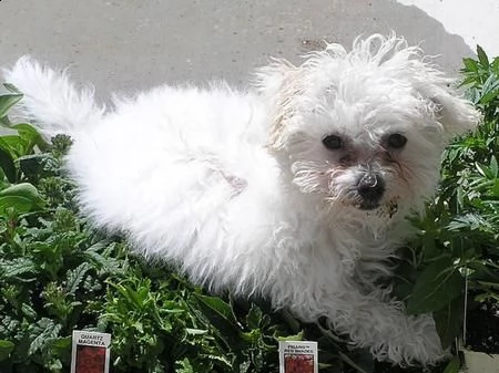 cuccioli di bichon a poil frise