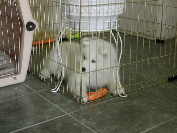 cuccioli di samoiedo | Foto 1
