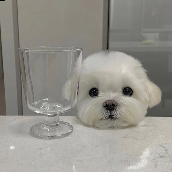 )))))))))dolce maltese nano ((((( | Foto 0