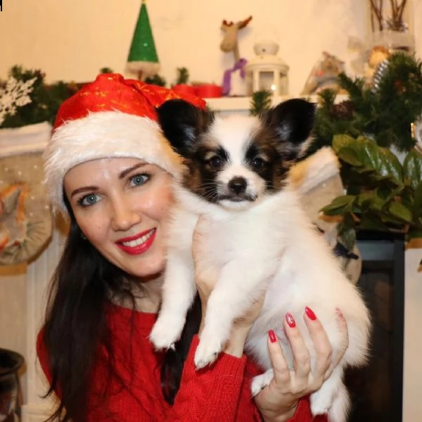 cuccioli di papillon femmina 