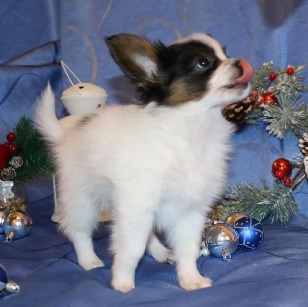 cuccioli di papillon femmina  | Foto 1