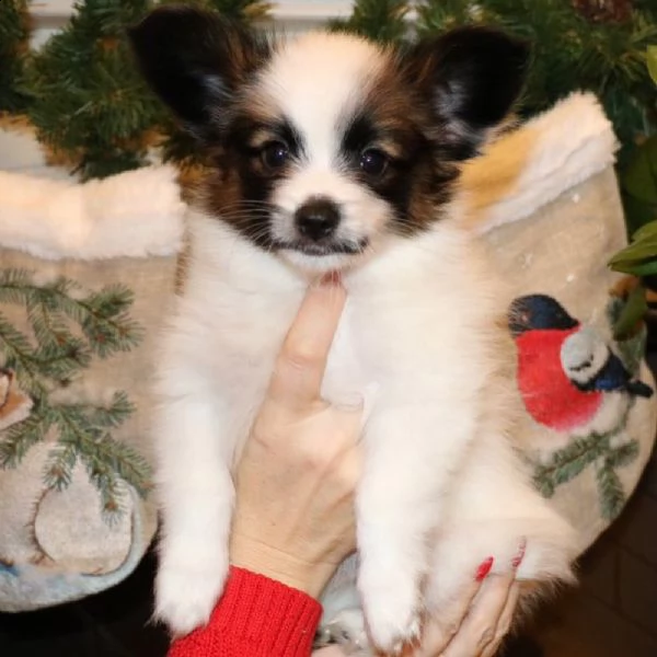 cuccioli di papillon femmina  | Foto 0