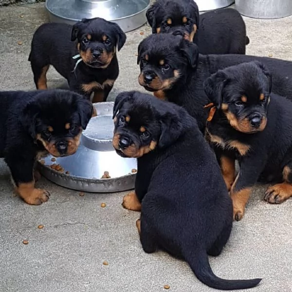cuccioli rottweiler maschio e femmina  