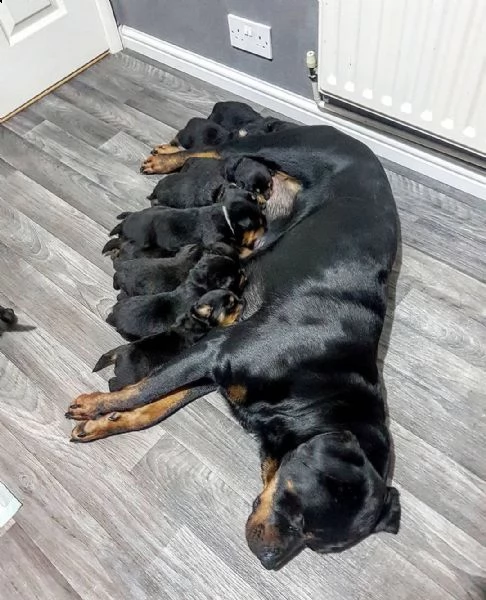 cuccioli rottweiler maschio e femmina   | Foto 0