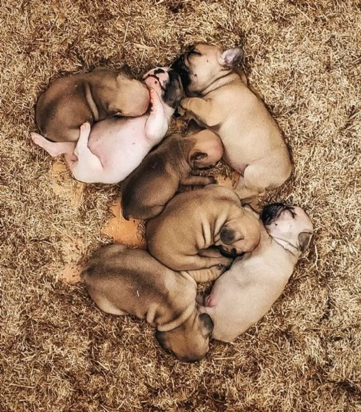 cucciolo di bouledogue francese | Foto 0