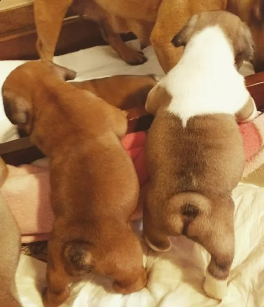 cucciolo di bouledogue francese
