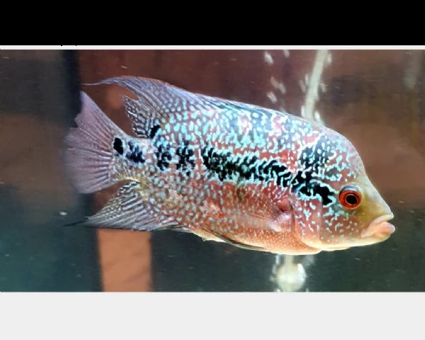 coppia riproduttrice flowerhorn | Foto 0