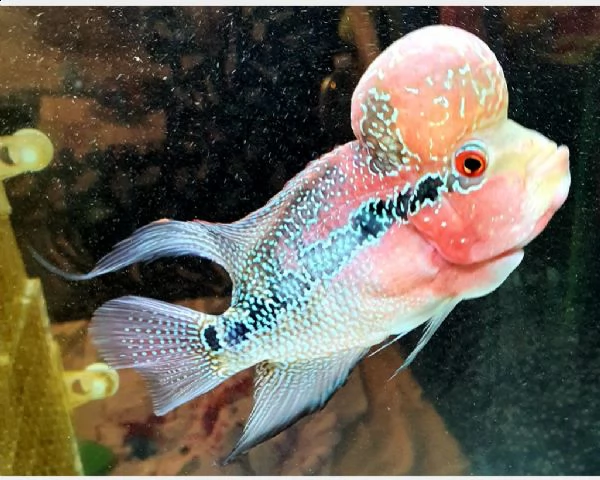 coppia riproduttrice flowerhorn