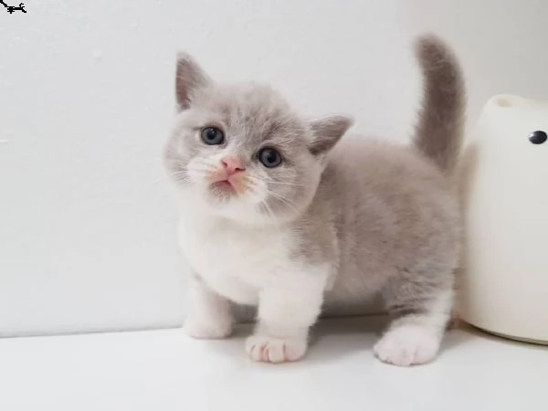 gattini munchkin | Foto 1