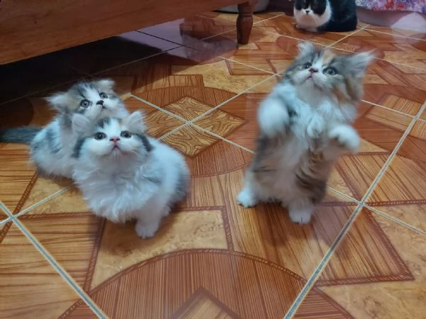 4 cuccioli di munchkin | Foto 0