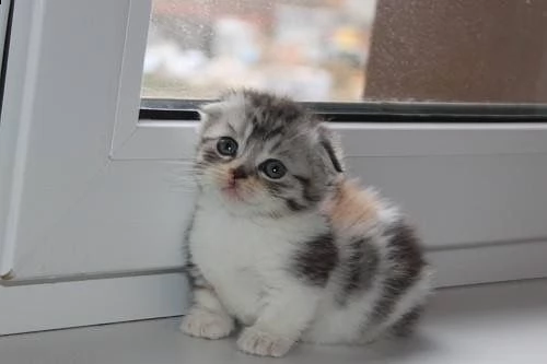 gattini di munchkin 6 | Foto 2