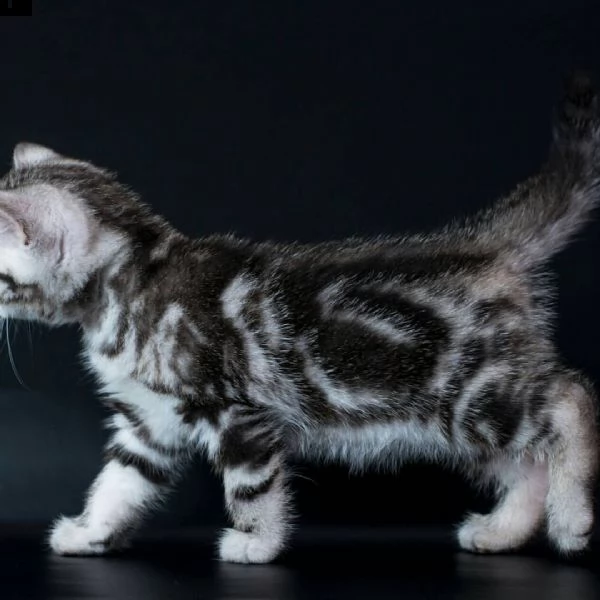 gattini di munchkin 6 | Foto 1