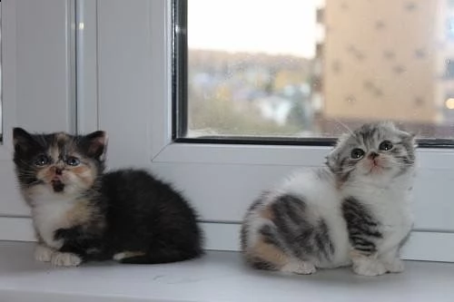 gattini di munchkin 6 | Foto 0