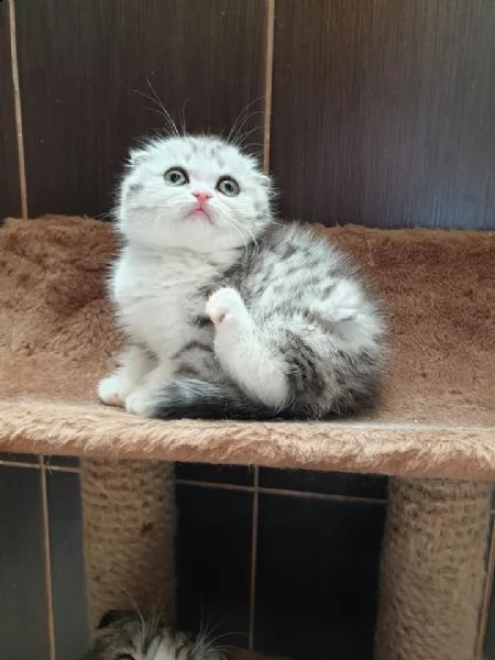 gattini di munchkin 6