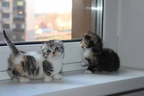 cuccioli (gattini) munchkin | Foto 1