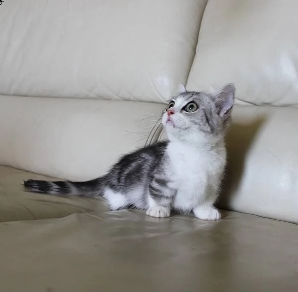 cuccioli (gattini) munchkin | Foto 0