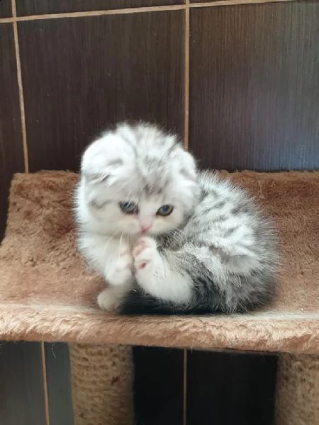 cuccioli (gattini) munchkin