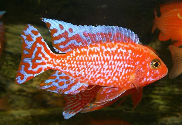 aulonacara fire fish e steveni