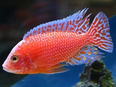 aulonacara fire fish e steveni | Foto 2