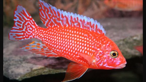 aulonacara fire fish e steveni | Foto 0