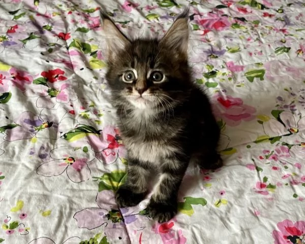 splendidi cuccioli di maine coon | Foto 1