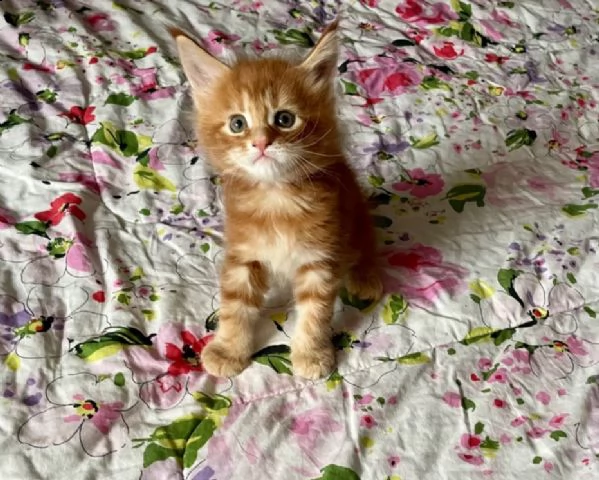 splendidi cuccioli di maine coon