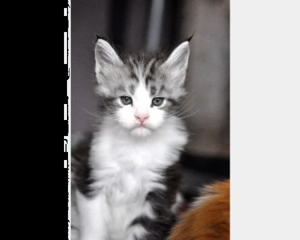 cuccioli maine coon