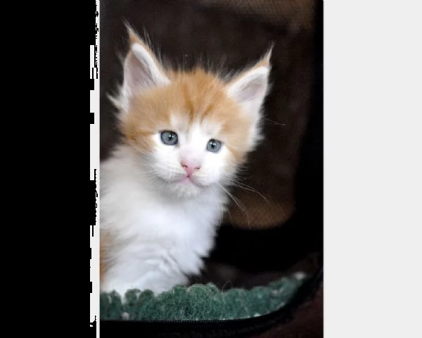 cuccioli maine coon | Foto 1