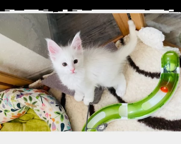 cuccioli maine coon | Foto 0