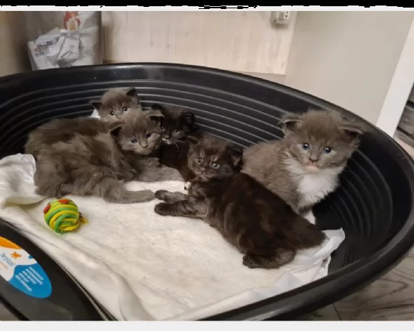 5 cuccioli maine coon