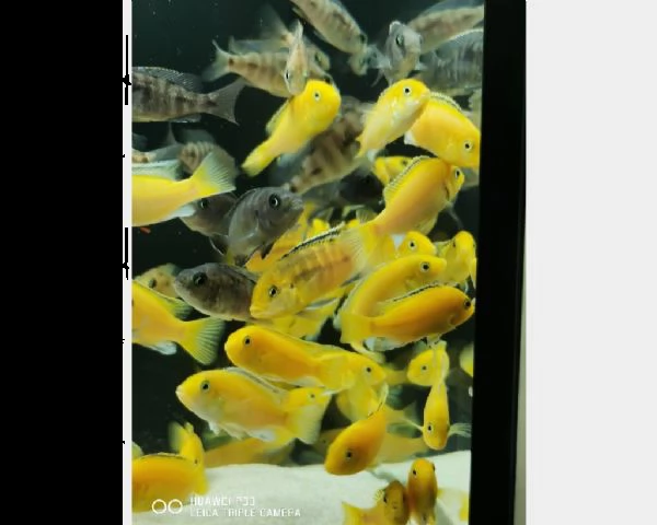 ciclidi malawi | Foto 0