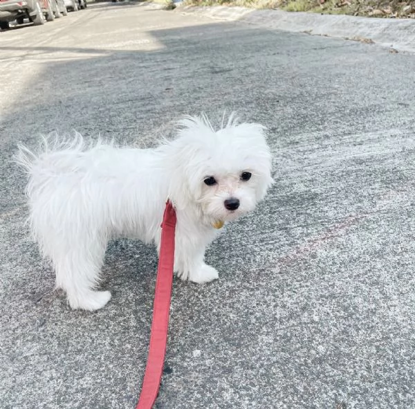 dolci cuccioli maltesi | Foto 2