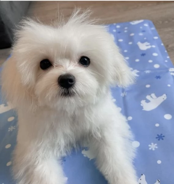 dolci cuccioli maltesi | Foto 1