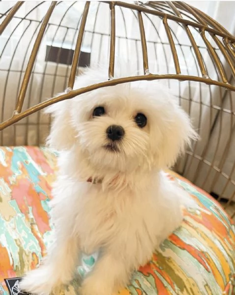 dolci cuccioli maltesi | Foto 0