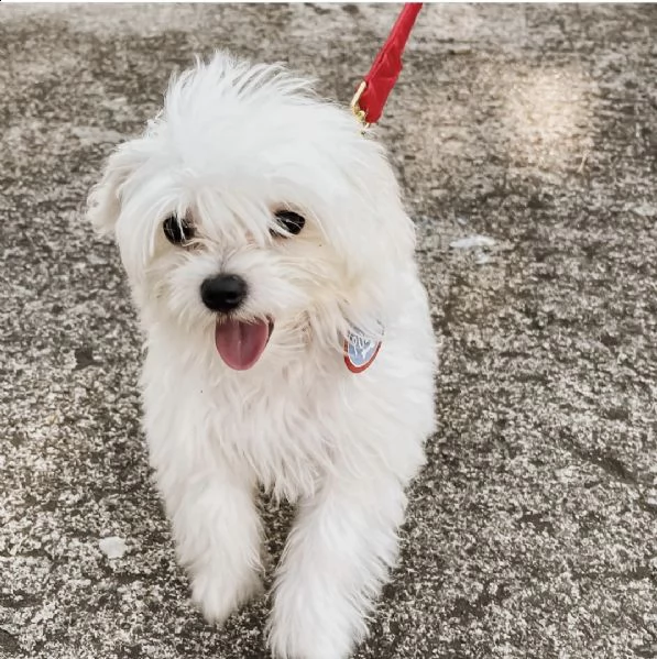 dolci cuccioli maltesi