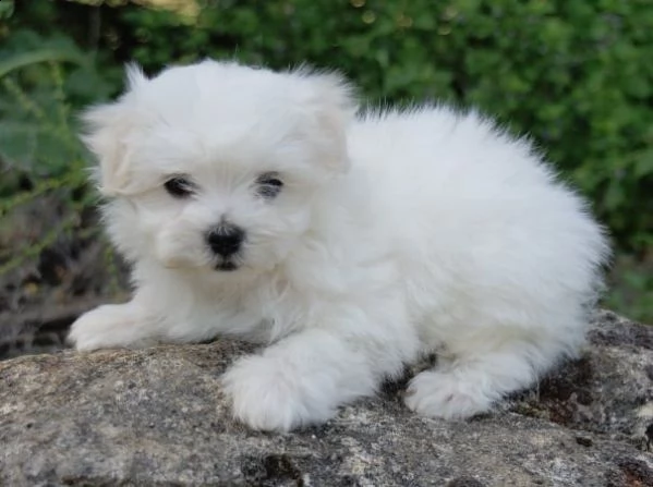 cuccioli di maltese toy con pedigree | Foto 3