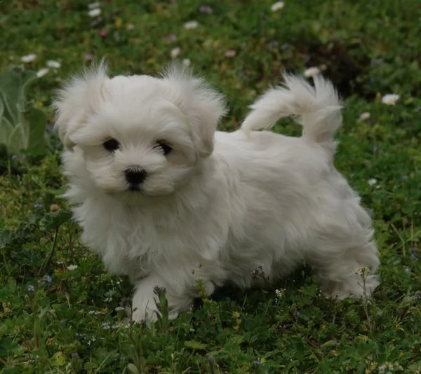cuccioli di maltese toy con pedigree | Foto 2