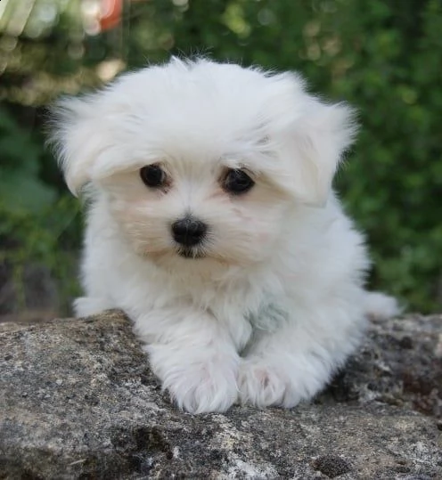 cuccioli di maltese toy con pedigree | Foto 1