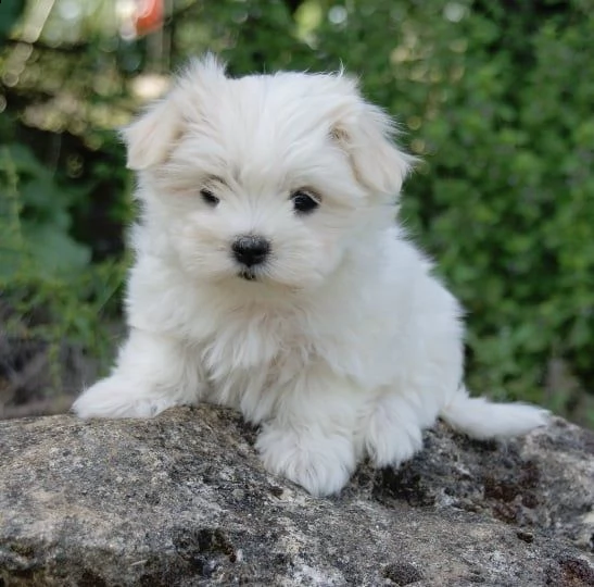 cuccioli di maltese toy con pedigree | Foto 0