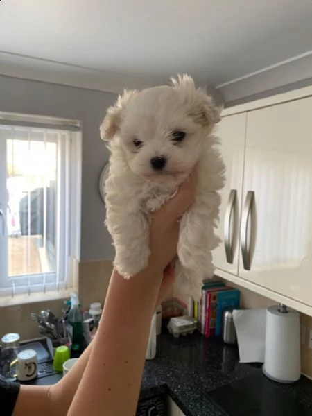 cuccioli di maltese toy con pedigree