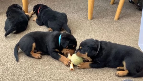 bellissimo cuccioli di rottweiler (maschio e femmina) in regalo